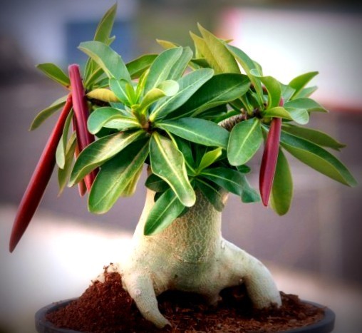 "Socotranum Golden Coral 'Ny Art'  "